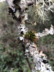 Orthotrichum pulchellum