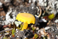 Hygrocybe