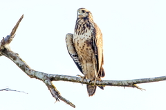 Buteogallus urubitinga