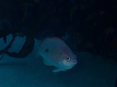 Caesioperca lepidoptera