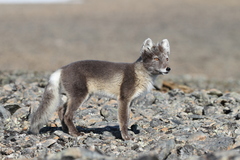 Vulpes lagopus