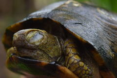 Terrapene carolina yucatana
