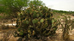 Opuntia engelmannii