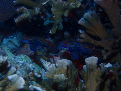 Synchiropus splendidus