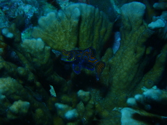 Synchiropus splendidus