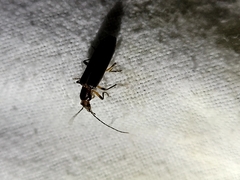 Parisopalpus macleayi