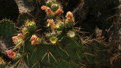 Opuntia engelmannii