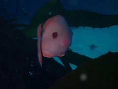 Caesioperca lepidoptera