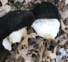 Fungi