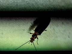 Parisopalpus macleayi