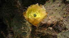Opuntia engelmannii