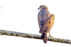 Buteogallus urubitinga