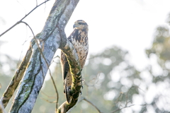 Buteogallus urubitinga