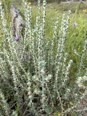 Sclerolaena birchii