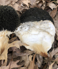 Fungi