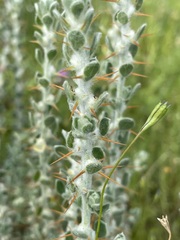 Sclerolaena birchii