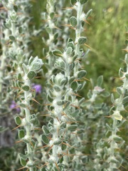 Sclerolaena birchii