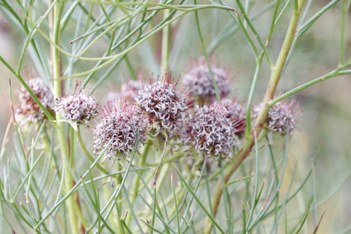 Image of Serruria zeyheri by (c) Tony Rebelo, some rights reserved (CC BY-SA)