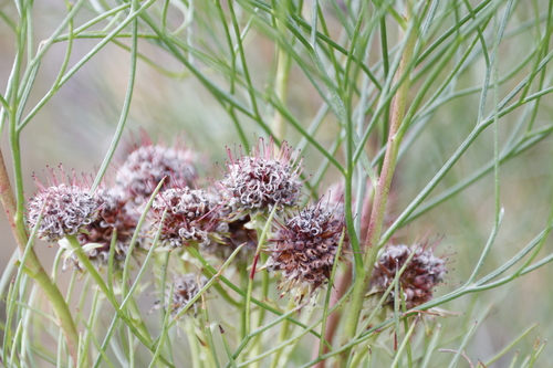 Image of Serruria zeyheri by (c) Tony Rebelo, some rights reserved (CC BY-SA)