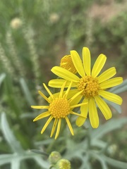 Senecio brigalowensis