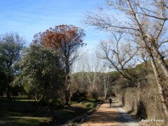 Populus × canadensis