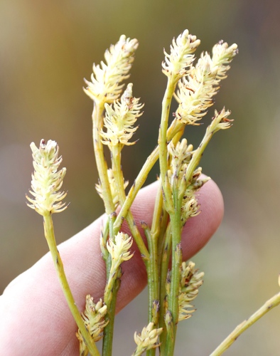 Bare Rootthug (Thesium subnudum)