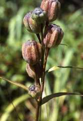 Fritillaria camschatcensis