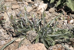 Plantago ovata