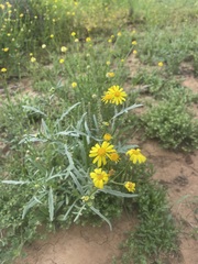 Senecio brigalowensis
