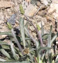 Plantago ovata