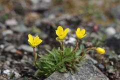 Saxifraga hirculus