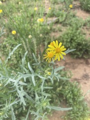 Senecio brigalowensis