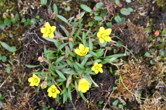 Saxifraga hirculus