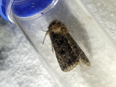 Proteuxoa sanguinipuncta