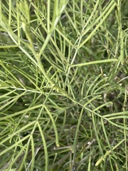 Senna artemisioides artemisioides