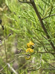 Senna artemisioides artemisioides