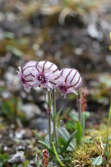 Silene uralensis