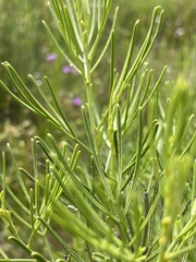 Senna artemisioides artemisioides