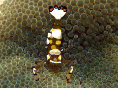 Ancylocaris brevicarpalis