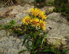 Pentanema salicinum