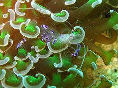 Ancylomenes sarasvati