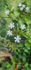 Plumbago zeylanica