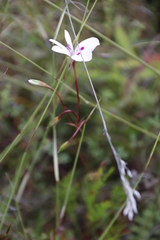 Pelargonium divisifolium