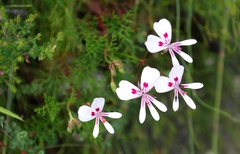 Pelargonium divisifolium