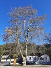 Platanus × hispanica