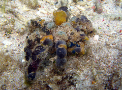 Camposcia retusa