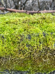 Homalothecium fulgescens