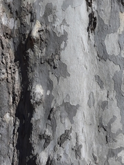 Platanus × hispanica