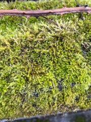 Homalothecium fulgescens