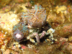 Cyclocoeloma tuberculatum